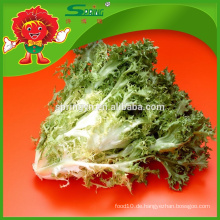 Salat mit langem Blatt High Grade Salat zum Verkauf